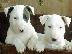 PoulaTo: Bull terrier καθαρόαιμα